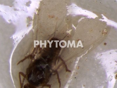 Pseudococcus viburni (Signoret)